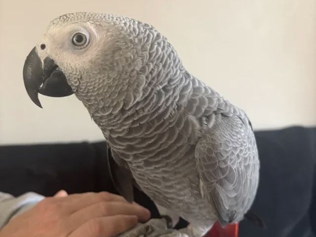 african-grey