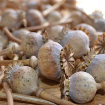 buy-dried-poppy-pods-whatsapp13853093276-big-0