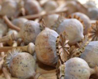 buy-dried-poppy-pods-whatsapp13853093276