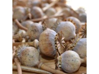 buy-dried-poppy-pods-whatsapp13853093276-small-0