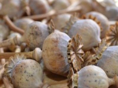 buy-dried-poppy-pods-whatsapp13853093276