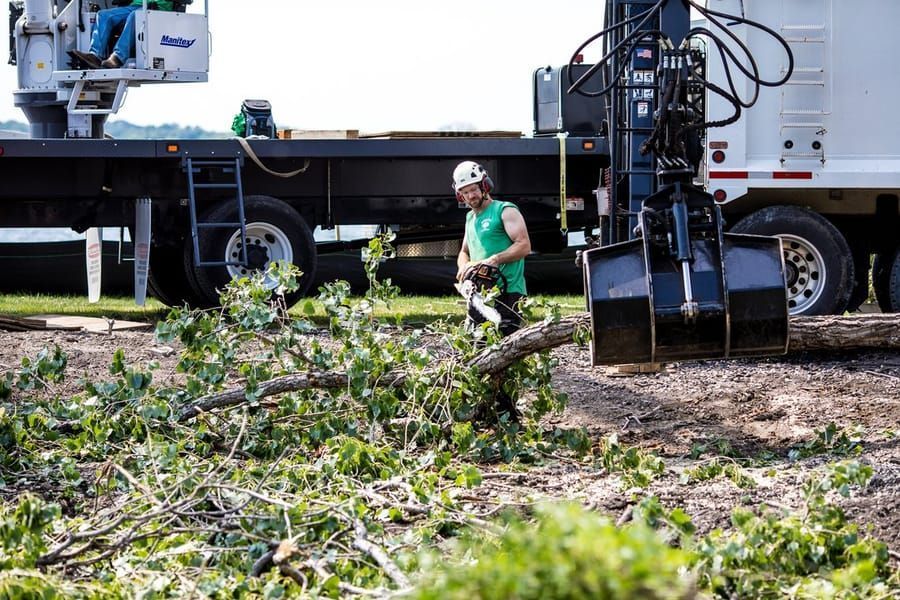 reliable-tree-care-from-a-licensed-tree-removal-company-big-0