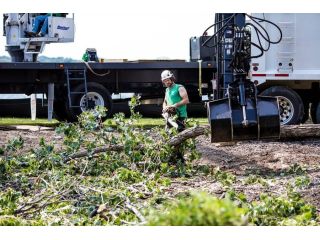 reliable-tree-care-from-a-licensed-tree-removal-company-small-0