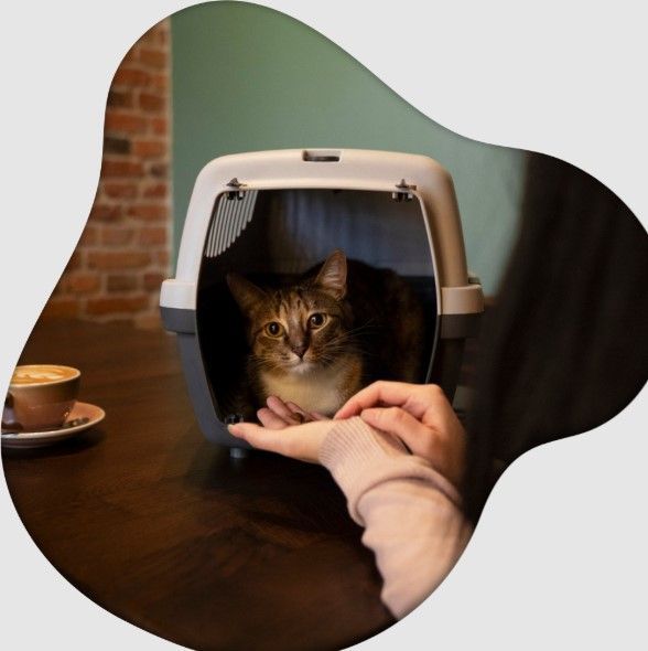 west-coast-paws-tips-beverly-hills-cat-sitter-secrets-big-0
