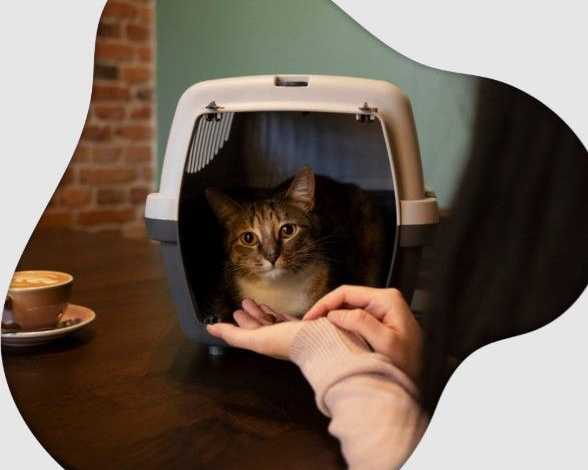 west-coast-paws-tips-beverly-hills-cat-sitter-secrets