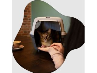 west-coast-paws-tips-beverly-hills-cat-sitter-secrets-small-0