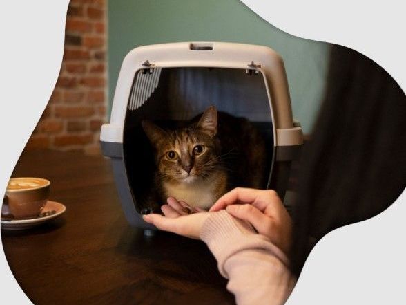 west-coast-paws-tips-beverly-hills-cat-sitter-secrets