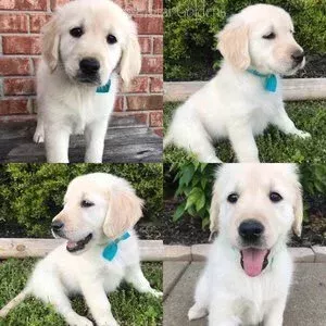 cream-golden-retriever-puppies-available-at-tristar-goldens-big-0