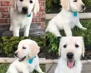 cream-golden-retriever-puppies-available-at-tristar-goldens