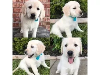 cream-golden-retriever-puppies-available-at-tristar-goldens-small-0