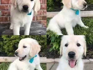 cream-golden-retriever-puppies-available-at-tristar-goldens