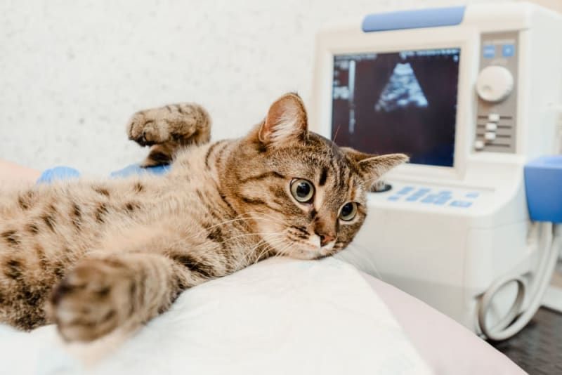advanced-pet-radiology-service-in-galt-for-accurate-diagnosis-big-0