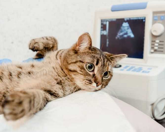 advanced-pet-radiology-service-in-galt-for-accurate-diagnosis