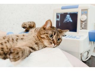 advanced-pet-radiology-service-in-galt-for-accurate-diagnosis-small-0