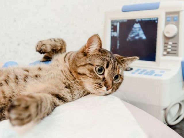 advanced-pet-radiology-service-in-galt-for-accurate-diagnosis