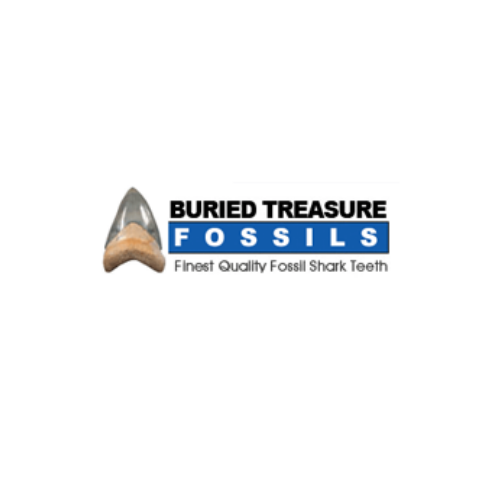 bone-valley-megalodon-tooth-a-rare-prehistoric-treasure-big-0