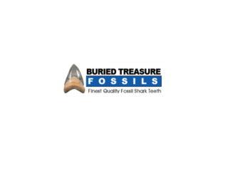 bone-valley-megalodon-tooth-a-rare-prehistoric-treasure-small-0