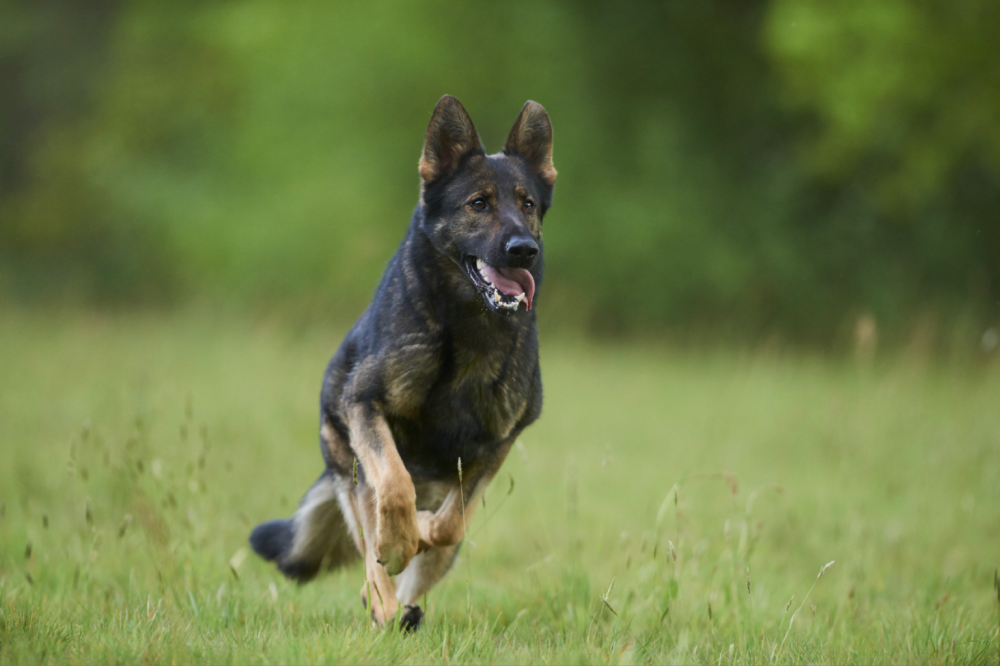 professional-trained-german-shepherd-for-sale-near-your-location-big-0