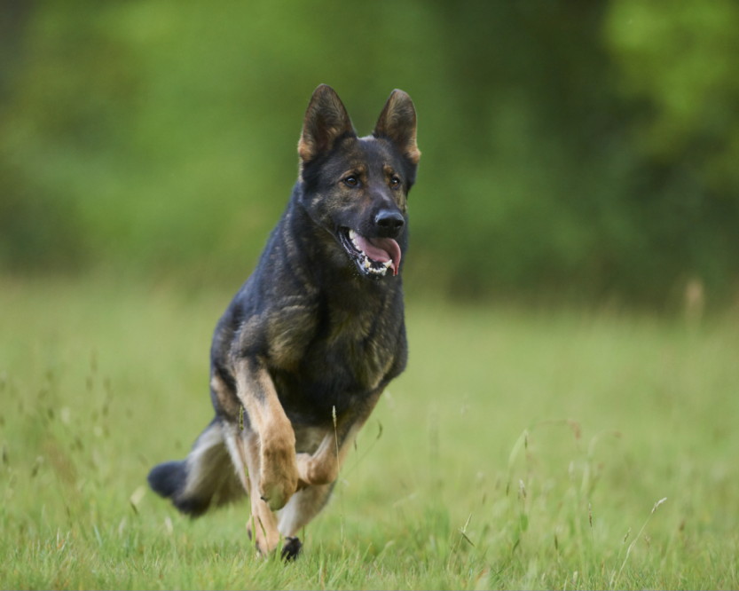 professional-trained-german-shepherd-for-sale-near-your-location