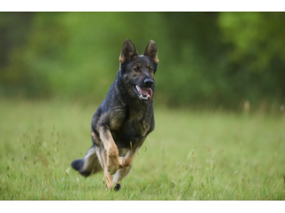 professional-trained-german-shepherd-for-sale-near-your-location-small-0