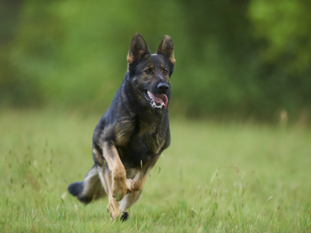 professional-trained-german-shepherd-for-sale-near-your-location