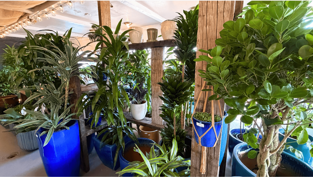 urban-jungle-best-plant-shop-in-santa-monica-for-indoor-big-0