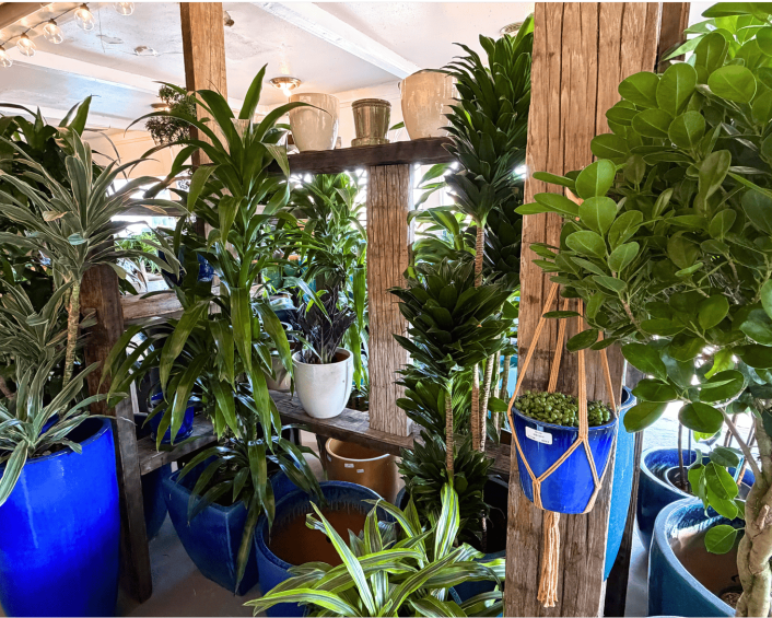 urban-jungle-best-plant-shop-in-santa-monica-for-indoor