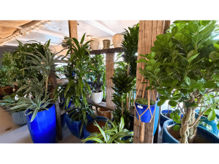 urban-jungle-best-plant-shop-in-santa-monica-for-indoor-small-0