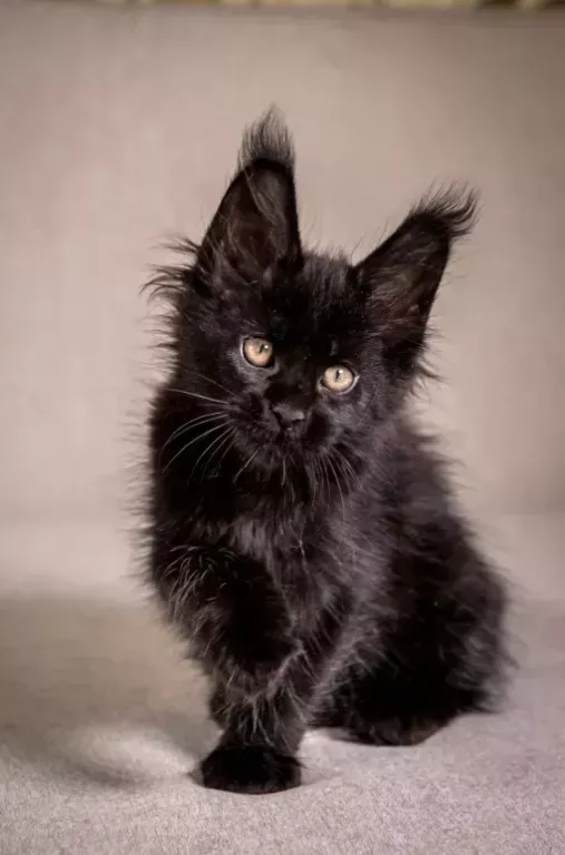 maine-coon-kittens-near-wisconsin-big-0