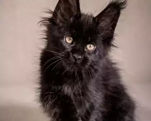 maine-coon-kittens-near-wisconsin