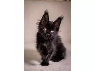 maine-coon-kittens-near-wisconsin-small-0