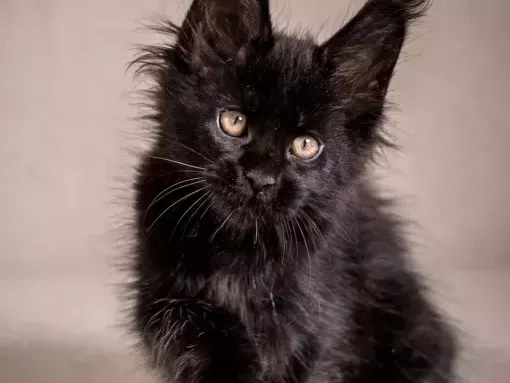 maine-coon-kittens-near-wisconsin