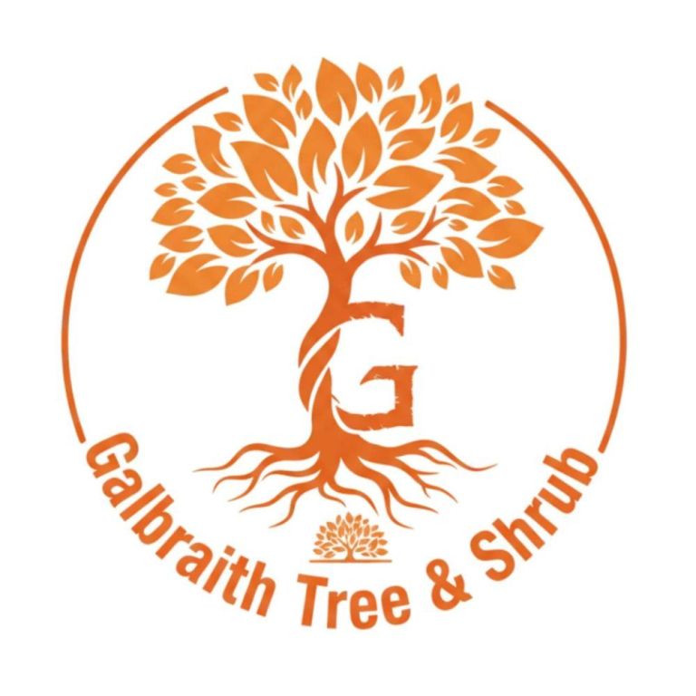 emergency-tree-removal-for-fast-and-reliable-tree-care-big-0