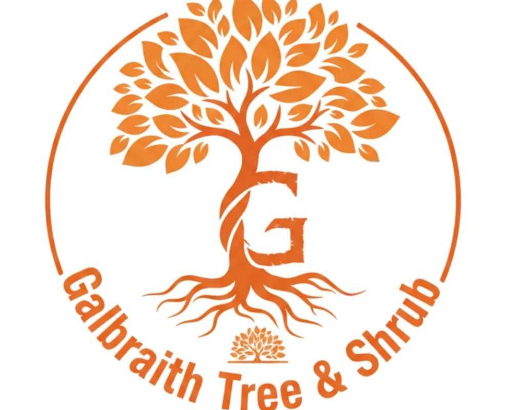 emergency-tree-removal-for-fast-and-reliable-tree-care