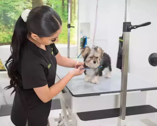 dog-grooming-prices-and-packages-in-usa