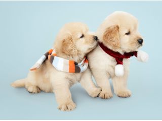 why-choosing-healthy-puppies-matters-for-every-pet-lover-small-0