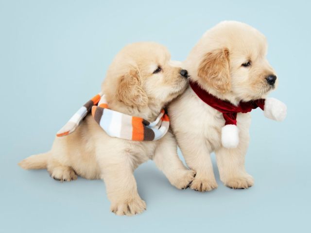 why-choosing-healthy-puppies-matters-for-every-pet-lover