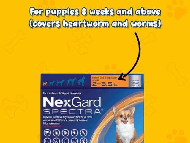 buy-nexgard-spectra-for-dogs-flea-tick-worm-protection