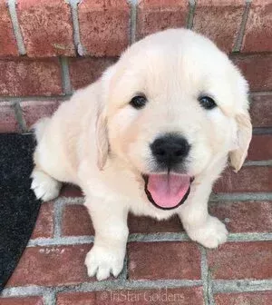 english-cream-golden-retrievers-puppies-big-0