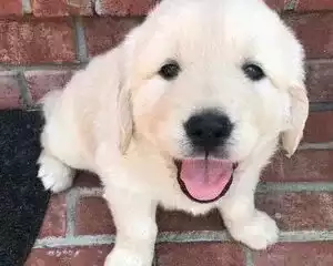 english-cream-golden-retrievers-puppies