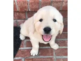 english-cream-golden-retrievers-puppies-small-0