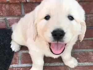 english-cream-golden-retrievers-puppies