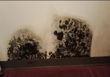 affordable-black-mold-remediation-solutions-for-homes-funguys-big-0