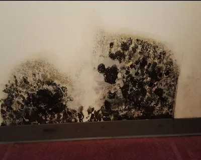 affordable-black-mold-remediation-solutions-for-homes-funguys