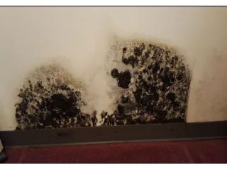 affordable-black-mold-remediation-solutions-for-homes-funguys-small-0