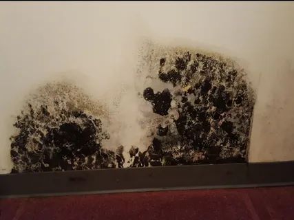 affordable-black-mold-remediation-solutions-for-homes-funguys