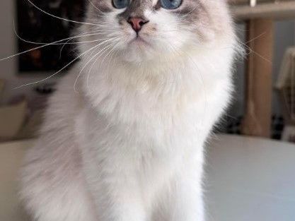 kia-siberian-kitten