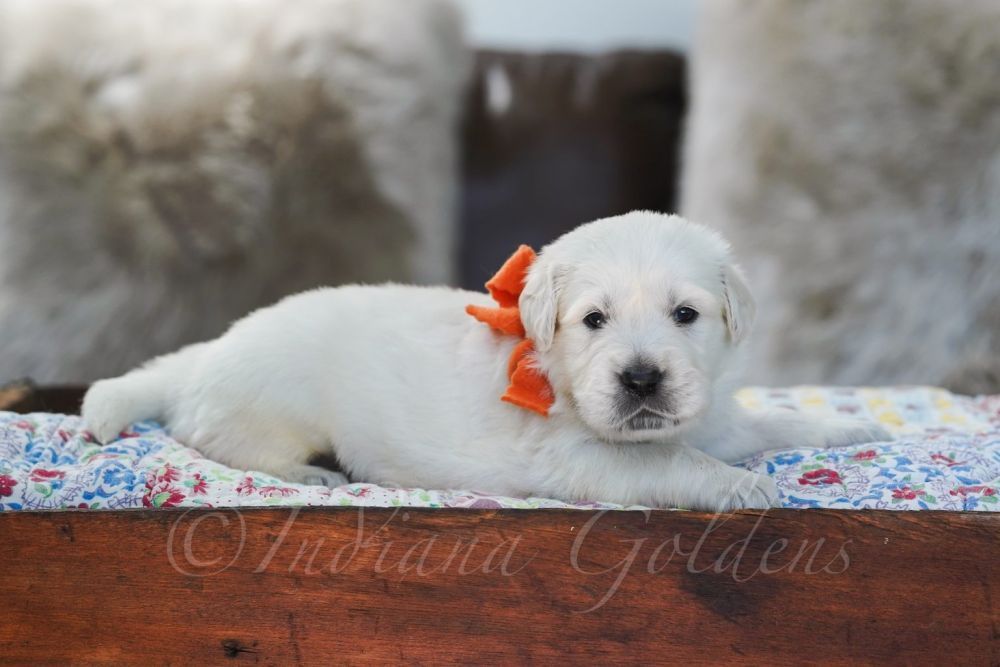 golden-retriever-indiana-health-tested-pups-big-0