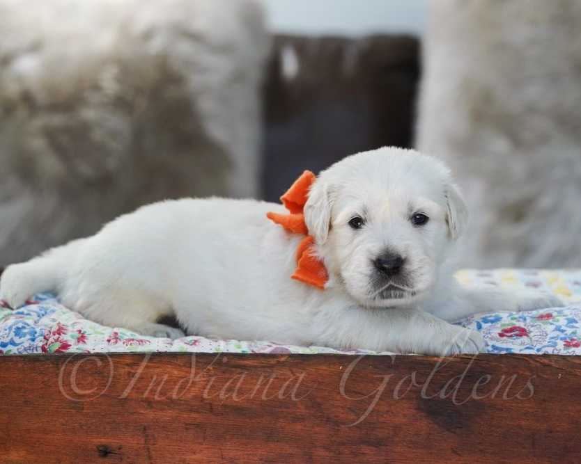 golden-retriever-indiana-health-tested-pups
