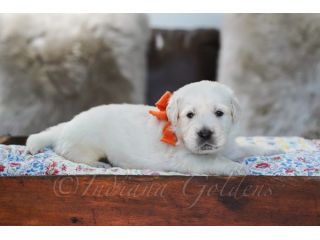 golden-retriever-indiana-health-tested-pups-small-0